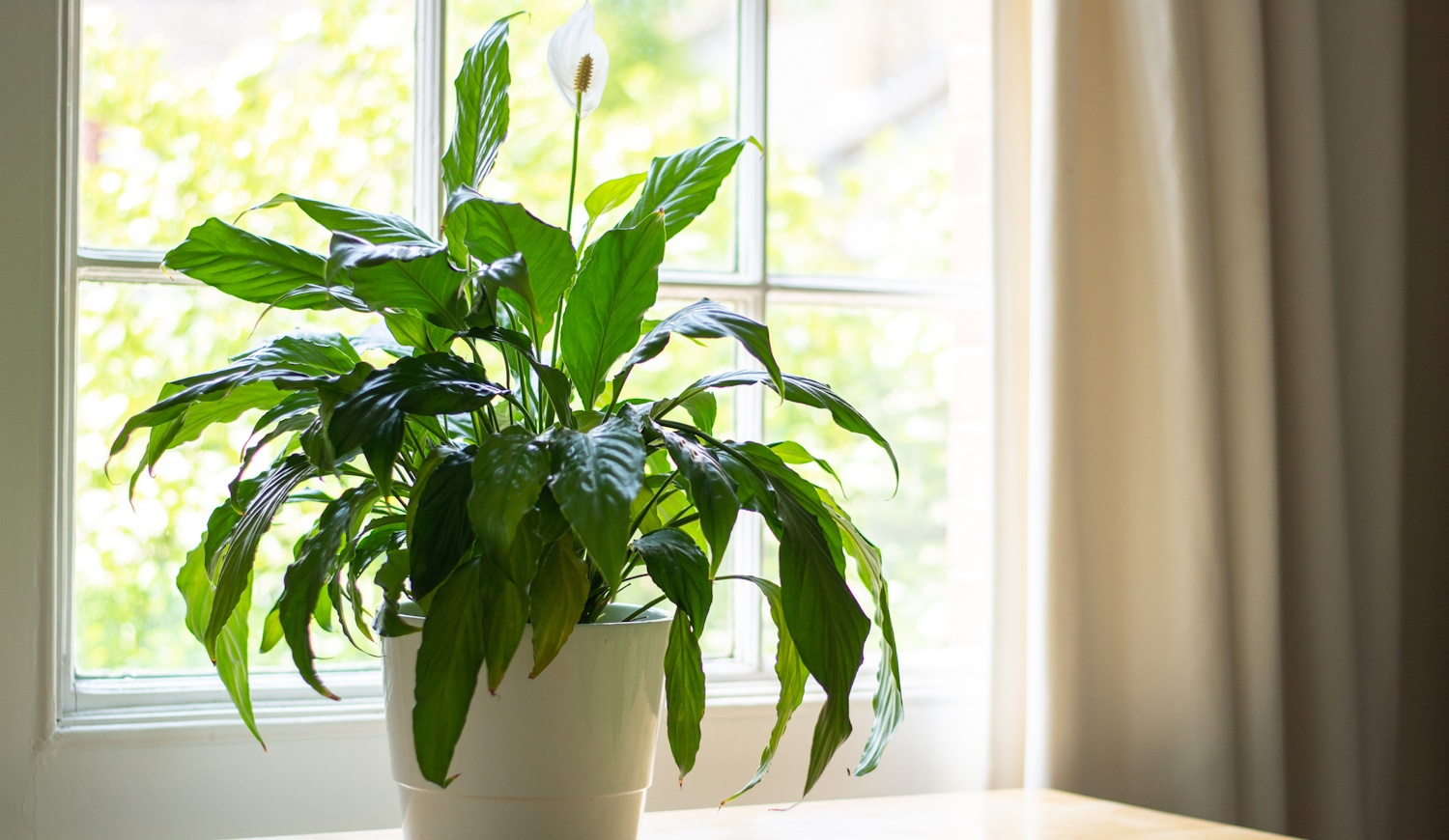 hova tegyük a vitorlavirágot a feng sui szerint