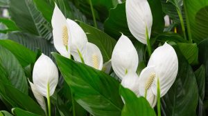 vitorlavirág otthon hatalmas fehér virágokkal