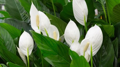vitorlavirág otthon hatalmas fehér virágokkal