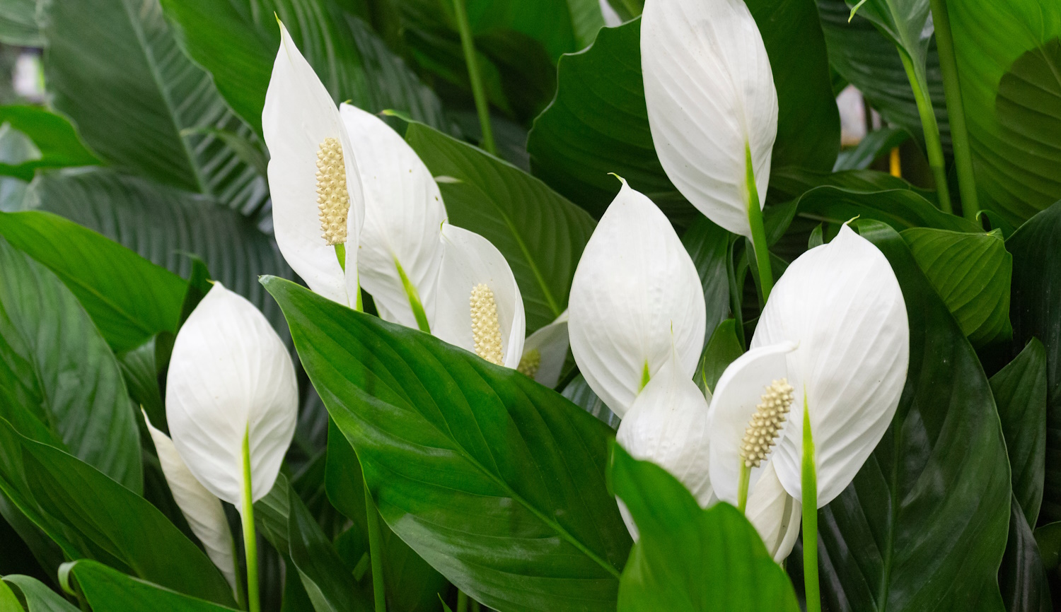 vitorlavirág otthon hatalmas fehér virágokkal