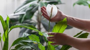 vitorlavirág hatalmas fehér virággal