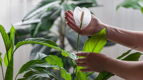 vitorlavirág hatalmas fehér virággal