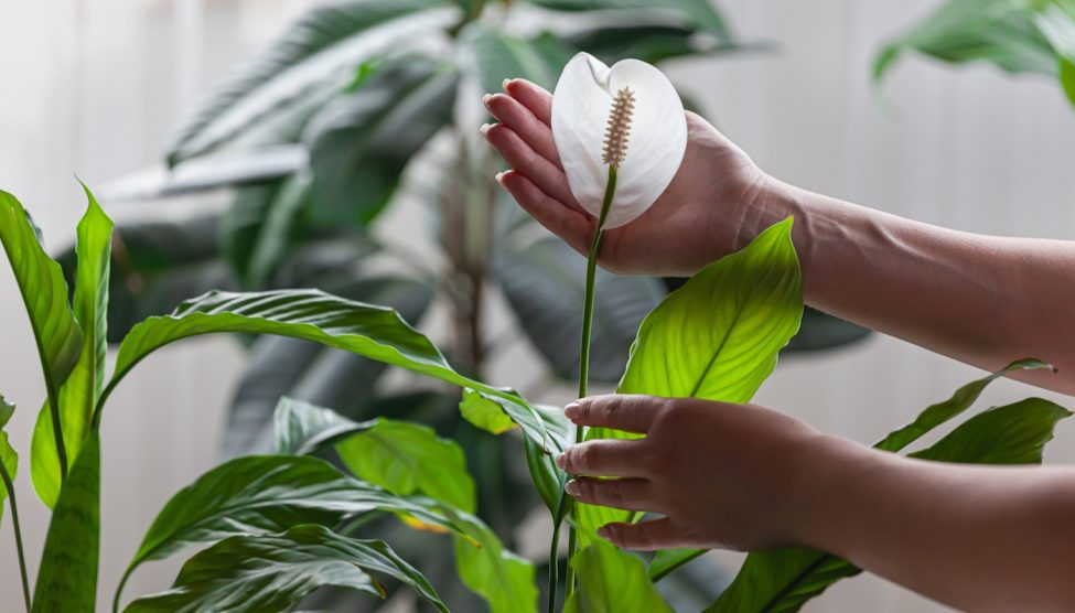 vitorlavirág hatalmas fehér virággal