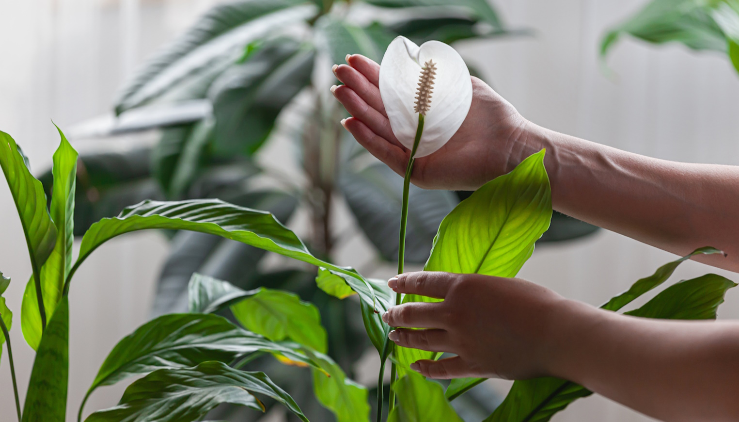 vitorlavirág hatalmas fehér virággal