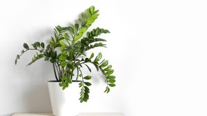 gyönyörű nagy zámia fehér kaspóban fehér háttér előtt