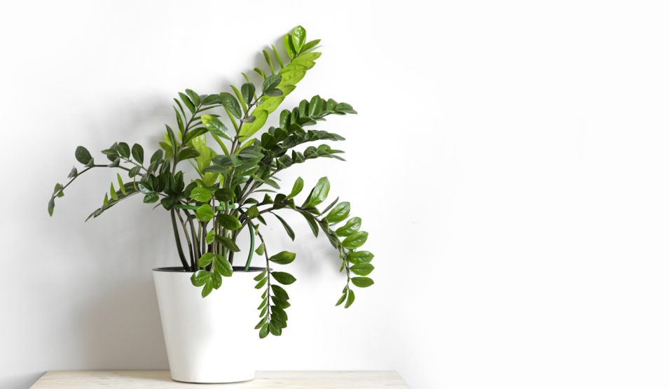 gyönyörűnagy zámia fehér kaspóban fehér háttér előtt