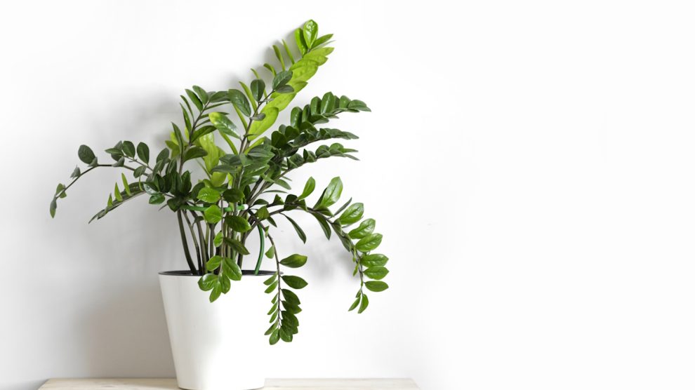 gyönyörűnagy zámia fehér kaspóban fehér háttér előtt