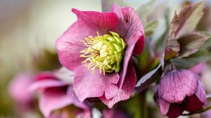 A tavasz egyik első hírnöke ez az elbűvölő szépségű hunyor