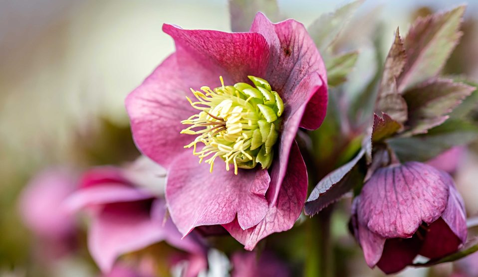 A tavasz egyik első hírnöke ez az elbűvölő szépségű hunyor
