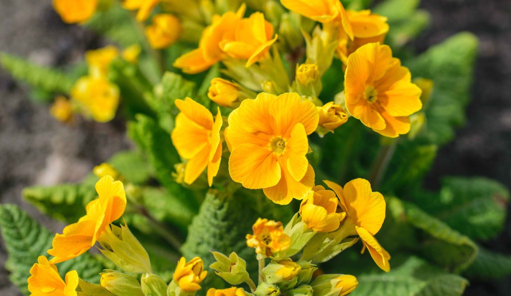 A kankalin a március igazi színrobbanása