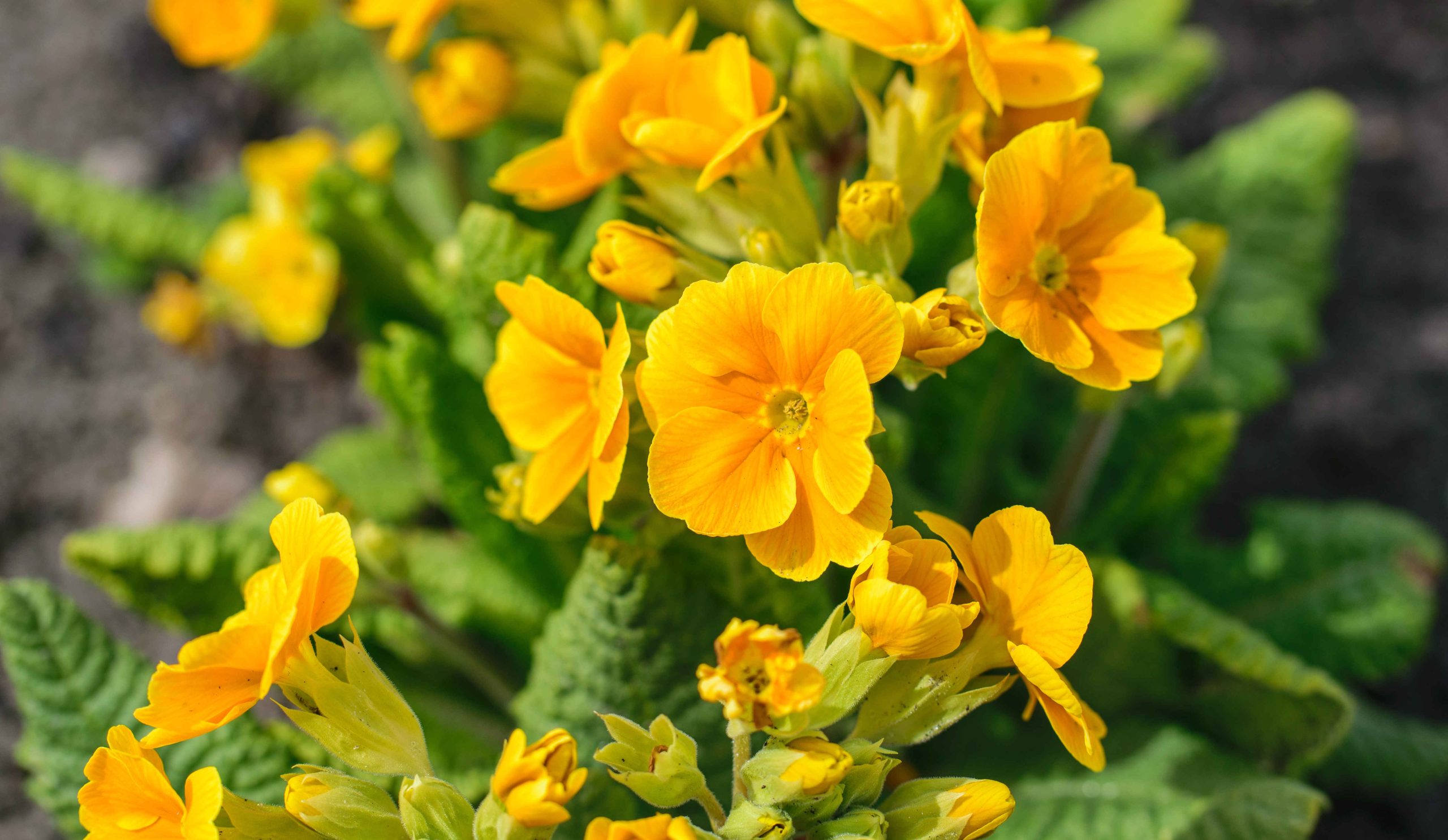 A kankalin a március igazi színrobbanása