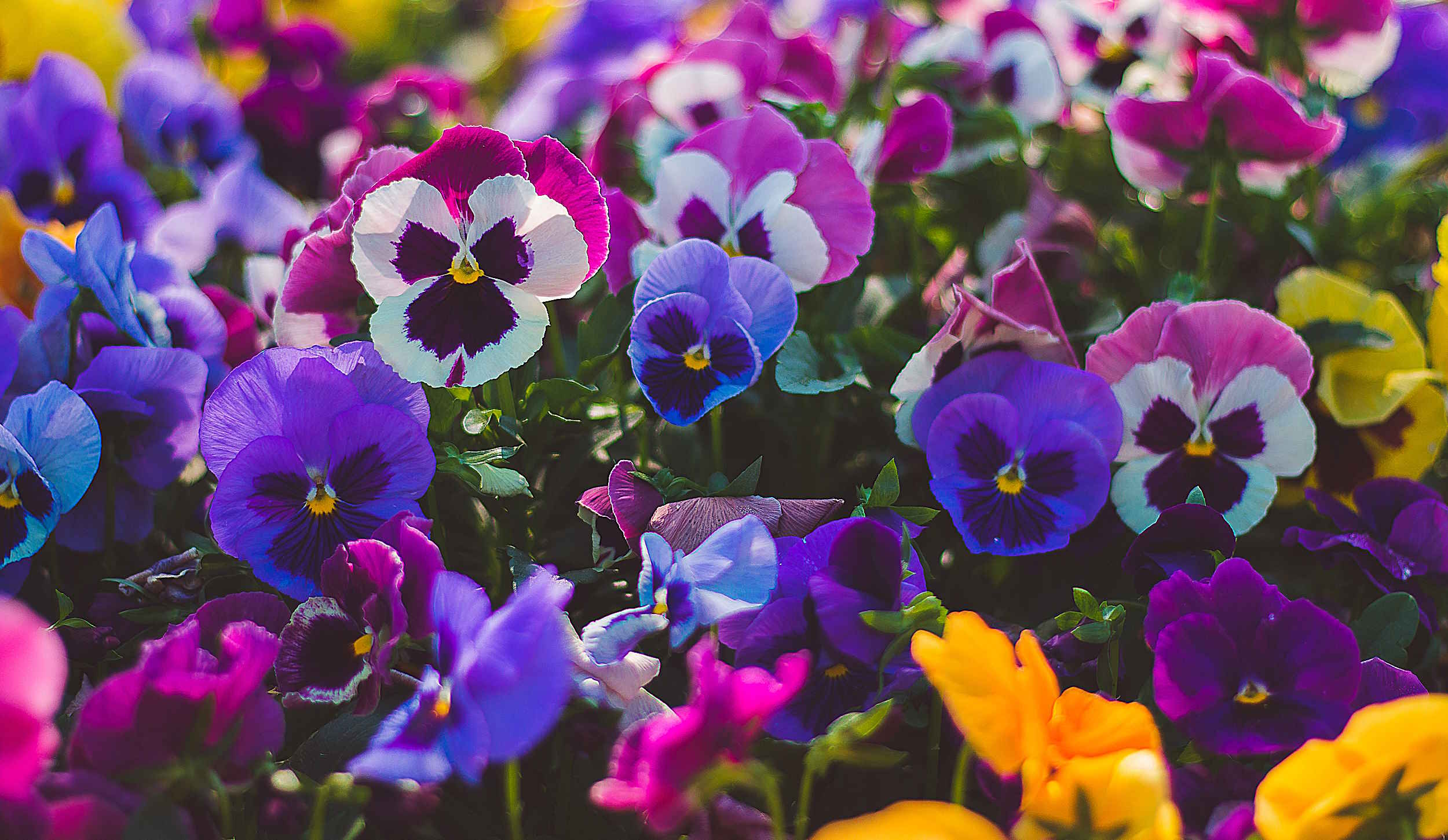 színpompás árvácskák a kertben