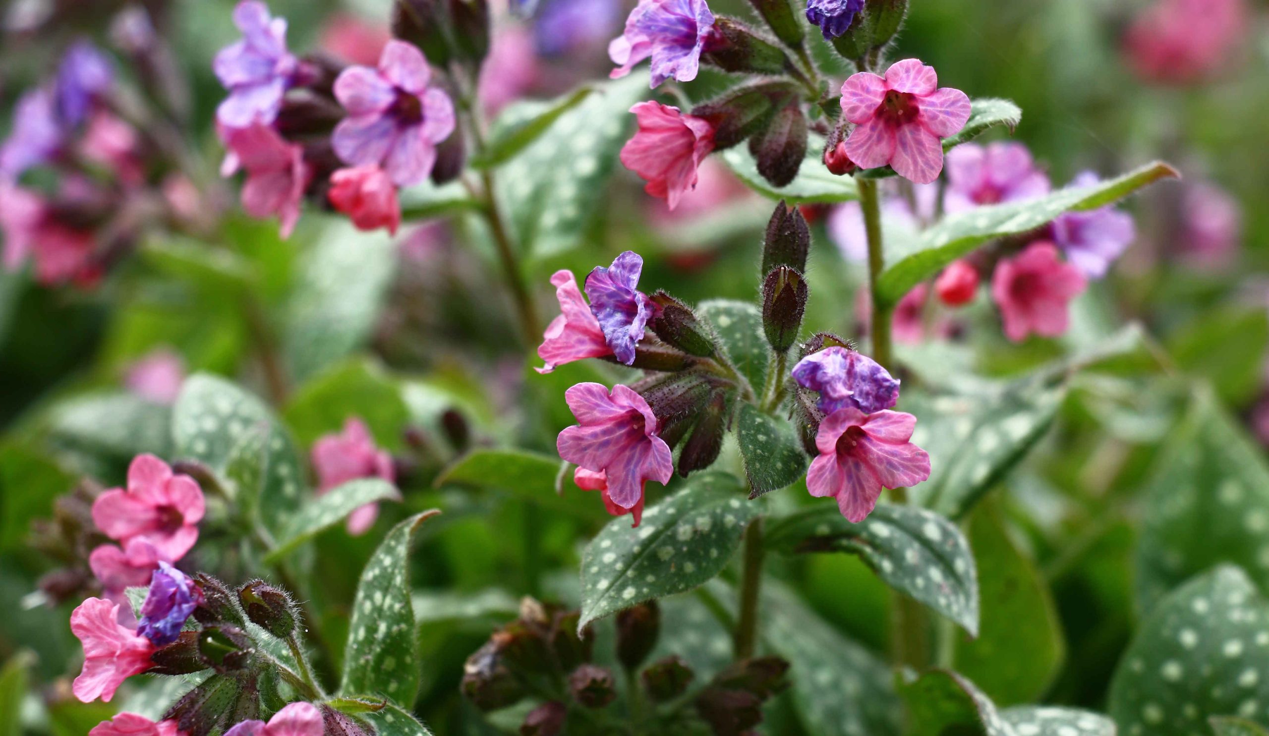 A tüdőfű az árnyékos kertek egyik legszebb tavaszi virága