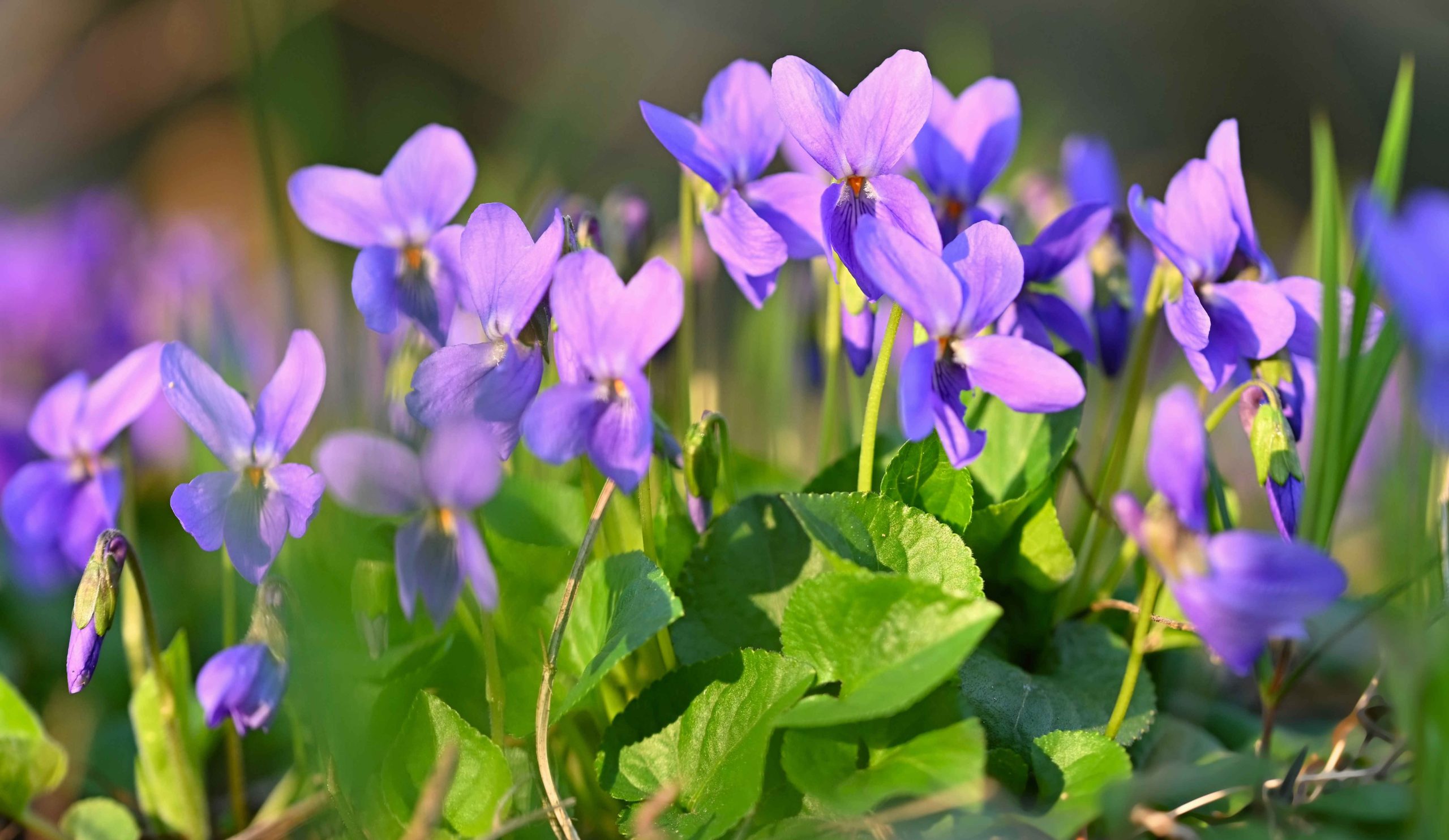 lila ibolya a kertben