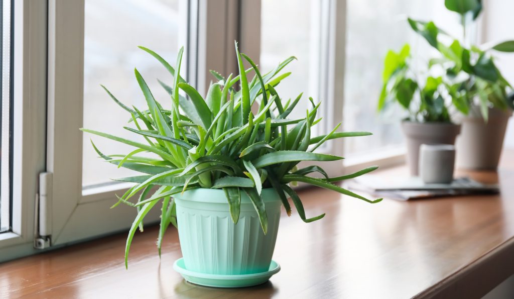 aloe vera cserépben az ablakpárkányon