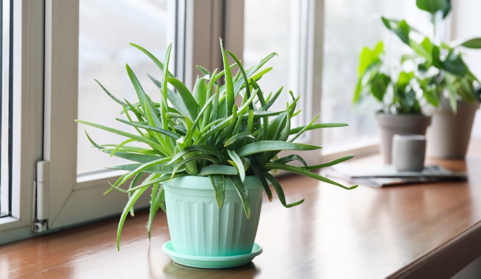 aloe vera cserépben az ablakpárkányon