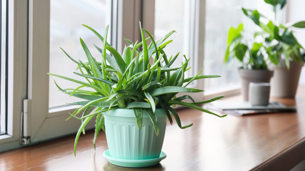 aloe vera cserépben az ablakpárkányon