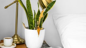 anyósnyelv sárguló levéllel