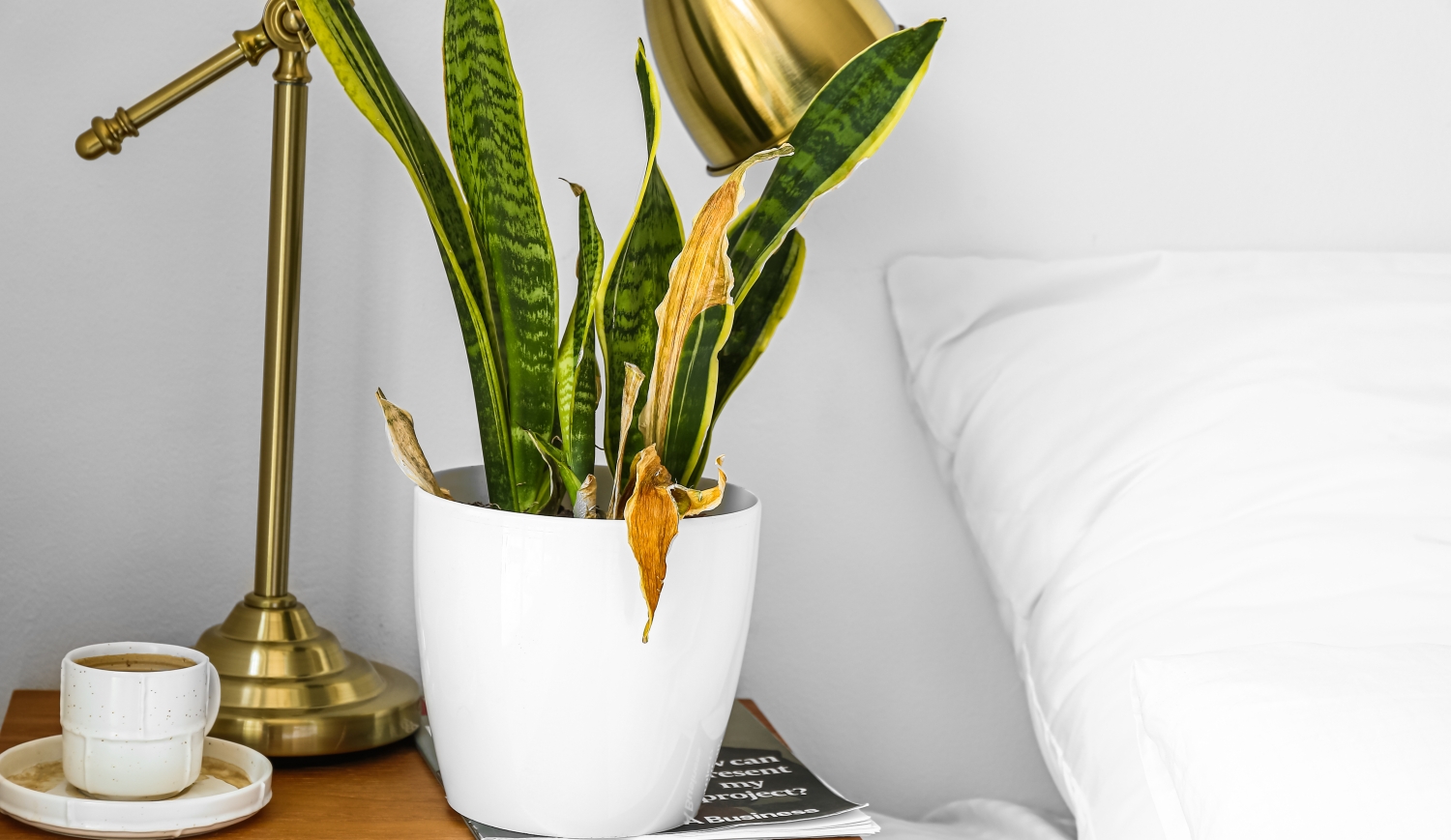 anyósnyelv sárguló levéllel