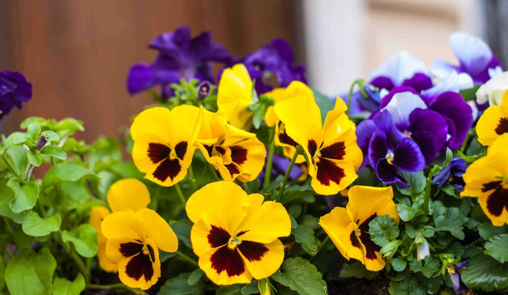 árvácskák a kertben