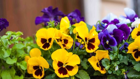 árvácskák a kertben