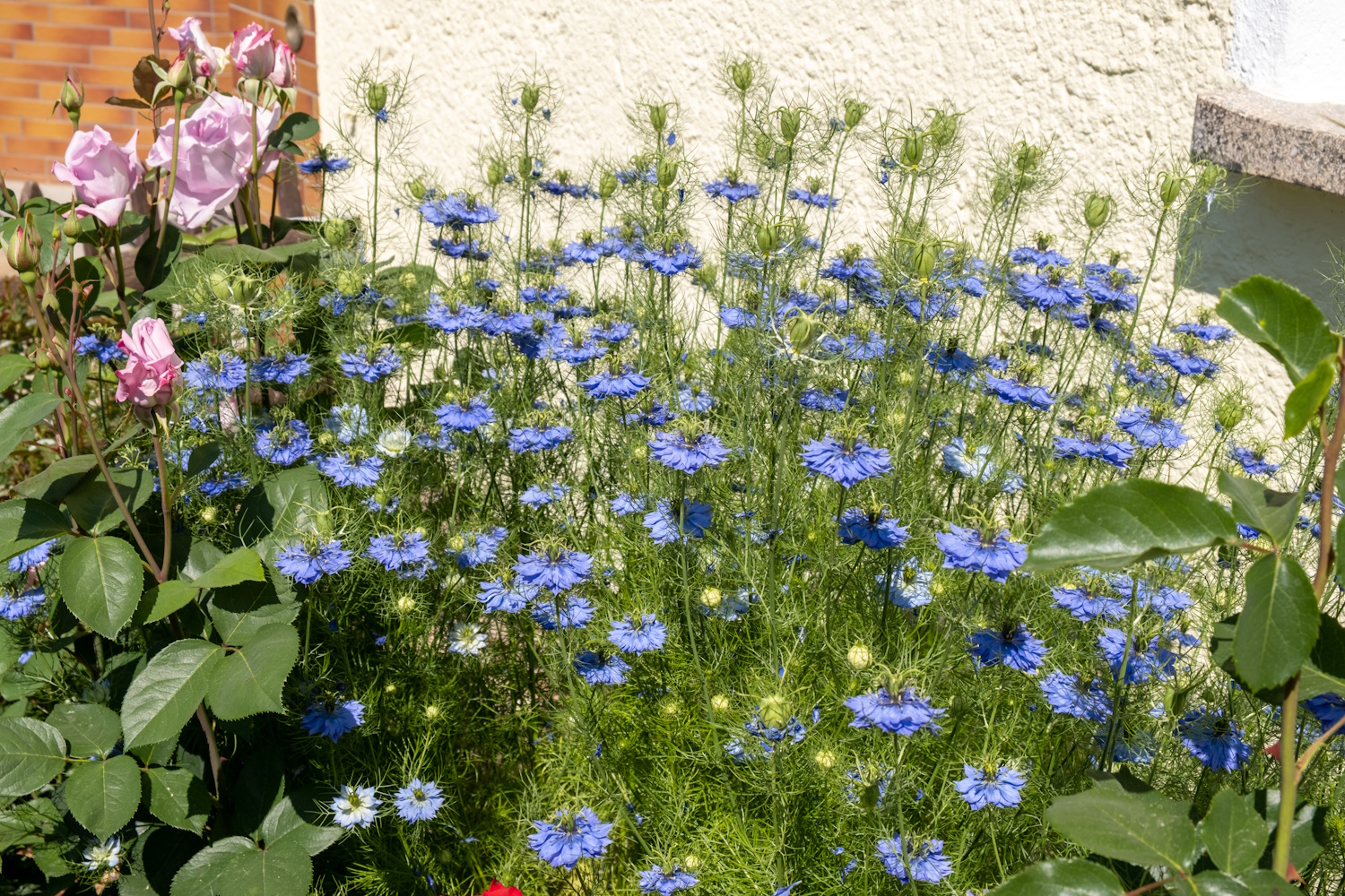 Borzas kata, vagy Nigella