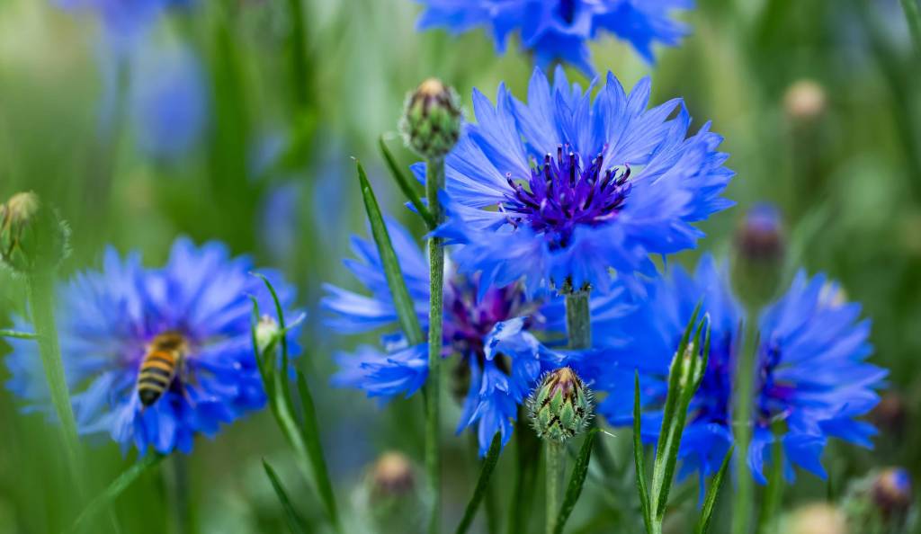 csodaszép kék búzavirág