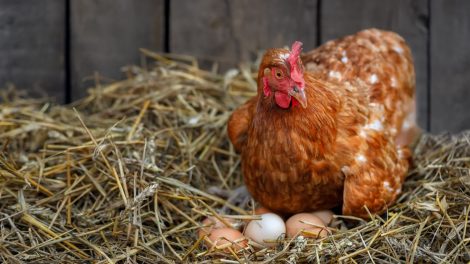 csirke ül a tojásain