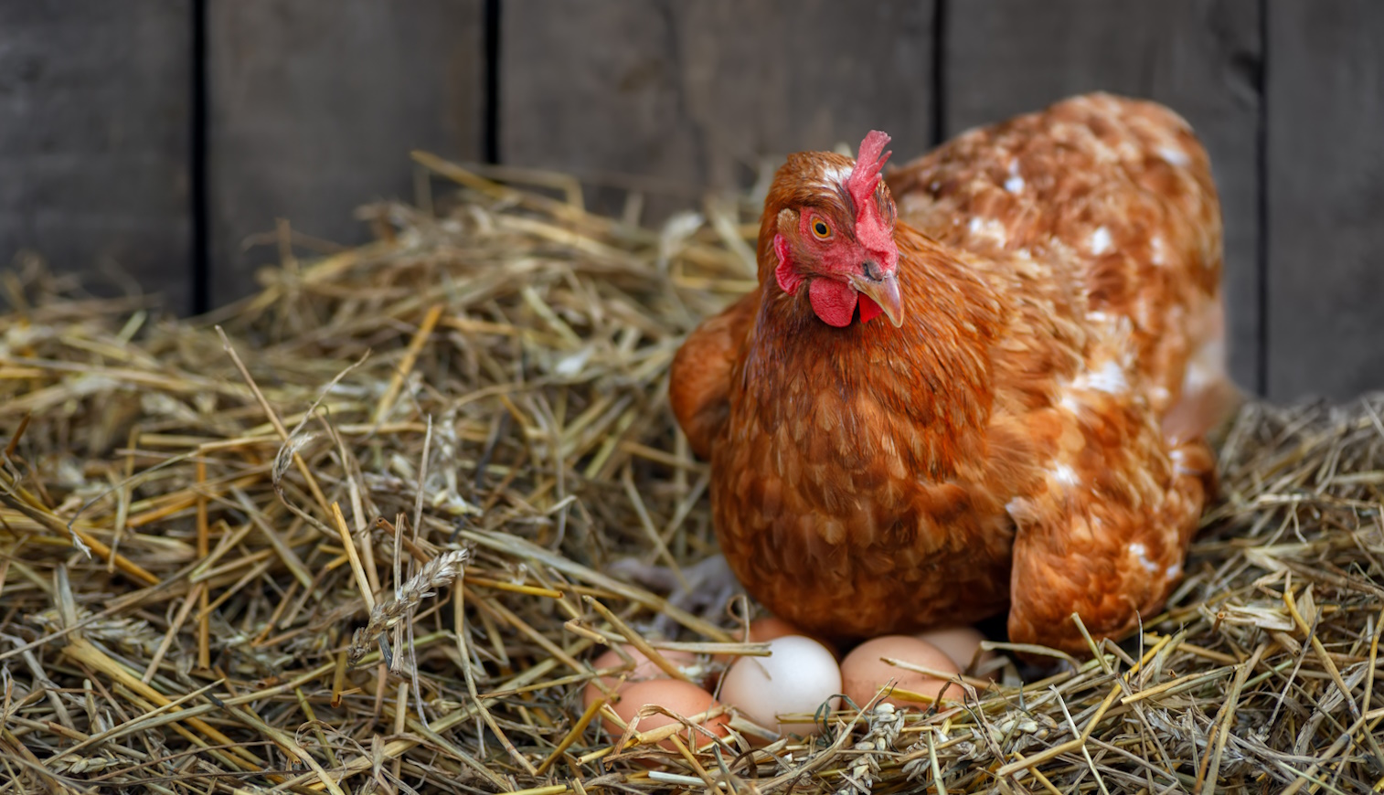 csirke ül a tojásain