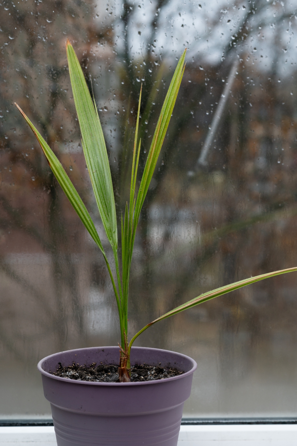 fiatal datolyapálma