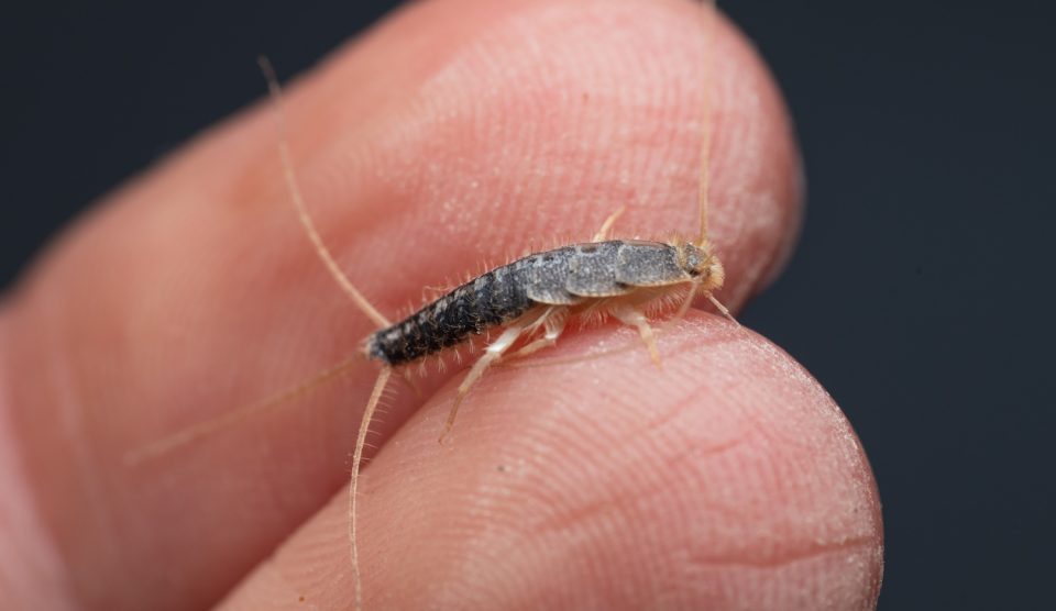 ezüstös pikkelyke közelről