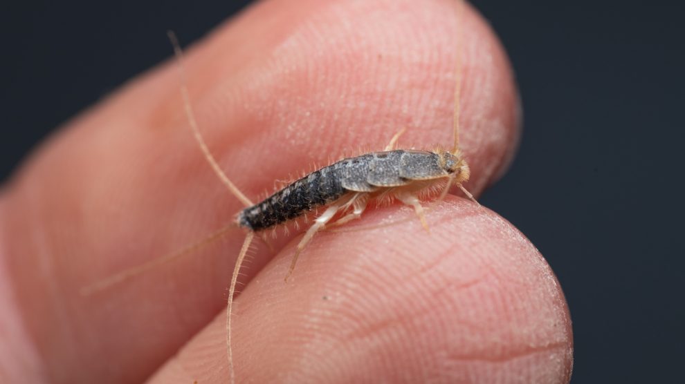 ezüstös pikkelyke közelről