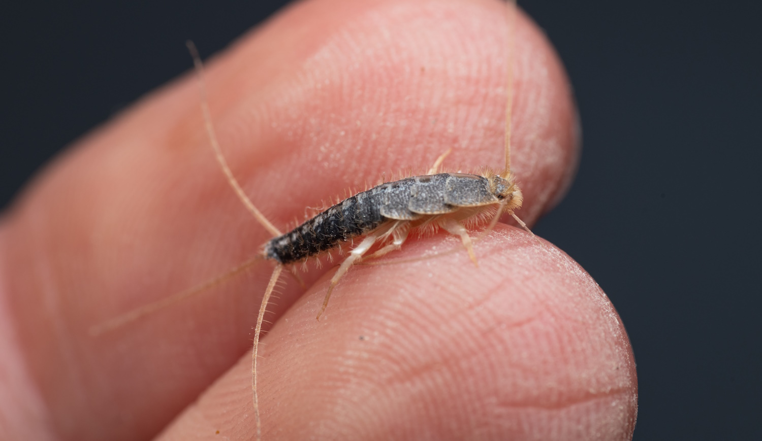 ezüstös pikkelyke közelről