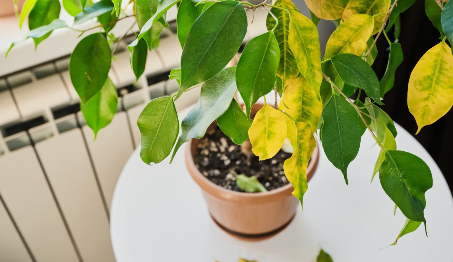 sárguló és hulló levelű fikusz