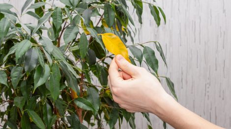 fikusz sárguló levéllel