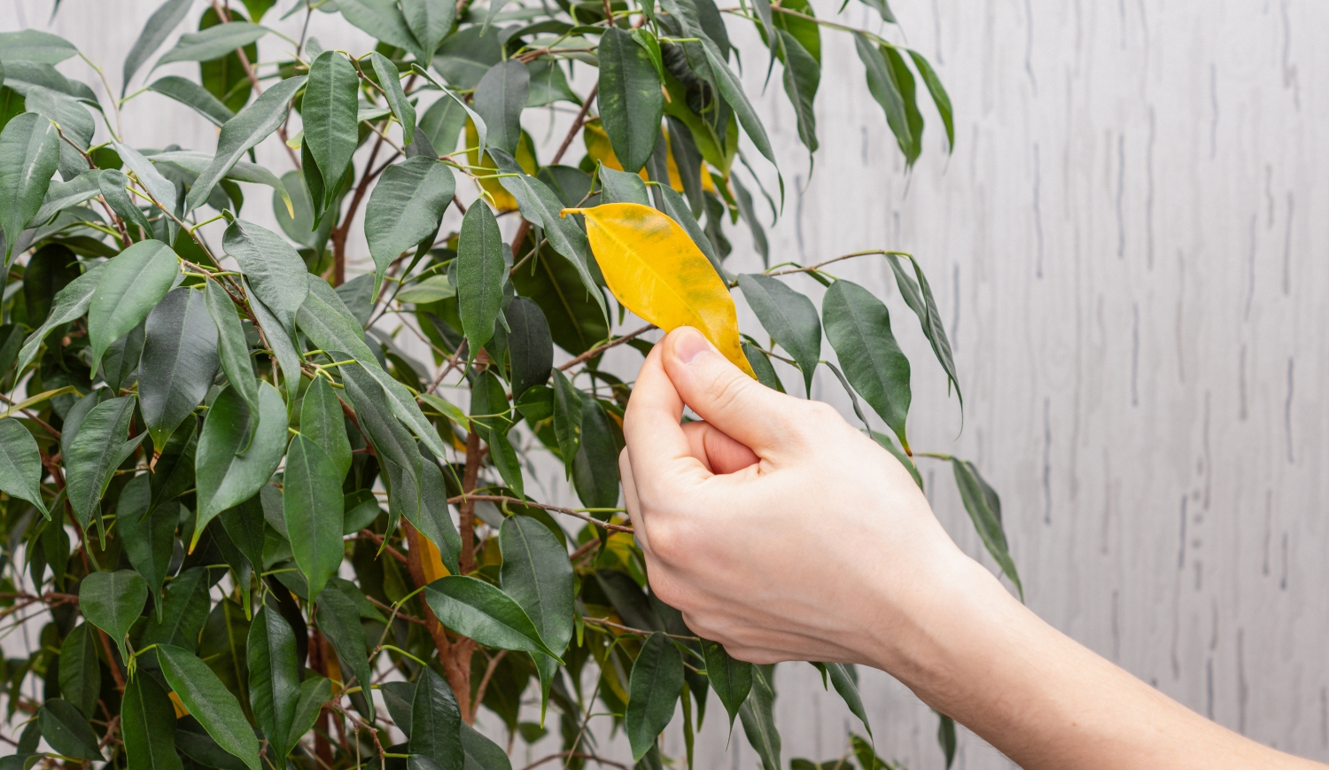 fikusz sárguló levéllel