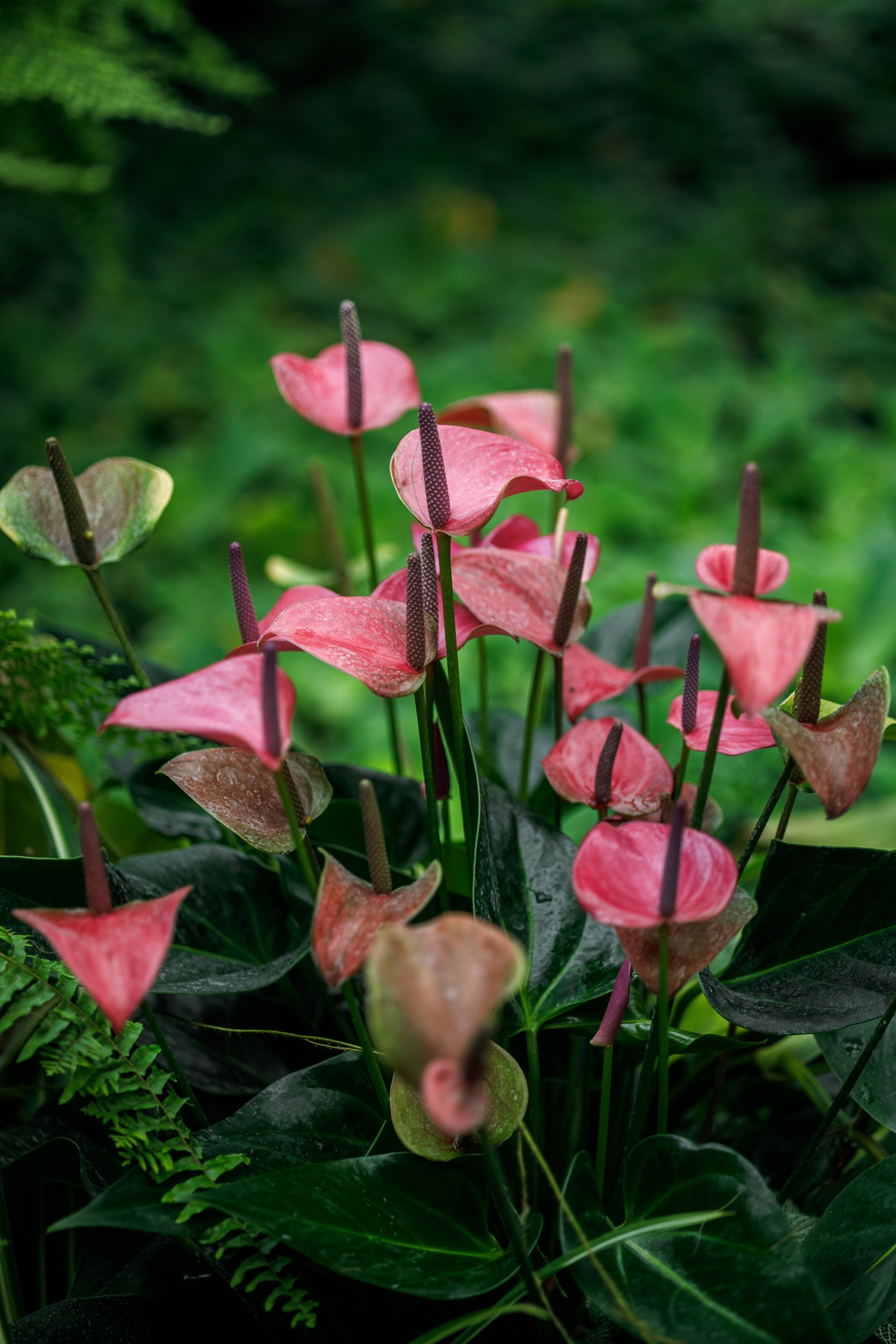 pink flamingóvirág