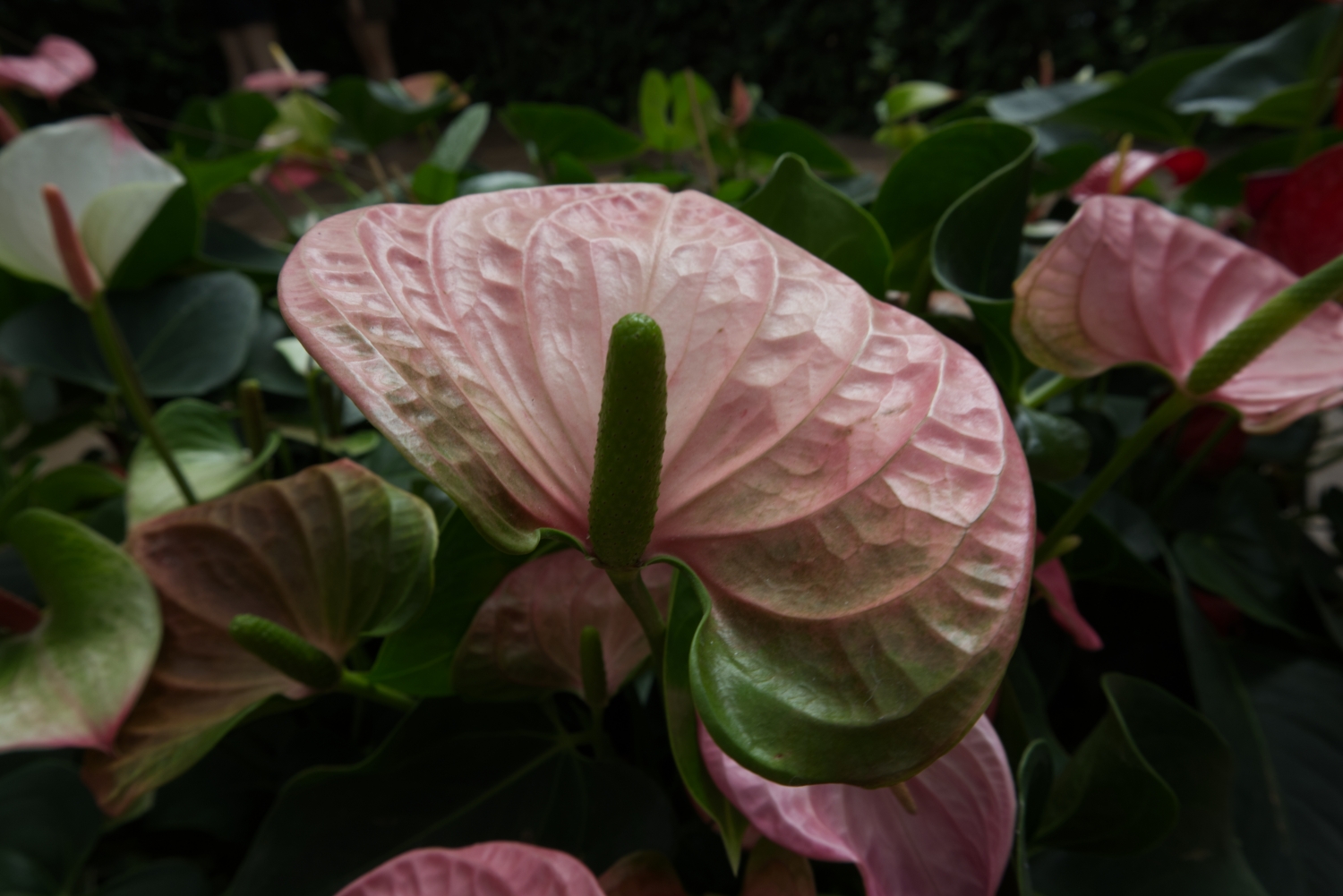 rózsaszín flamingóvirág