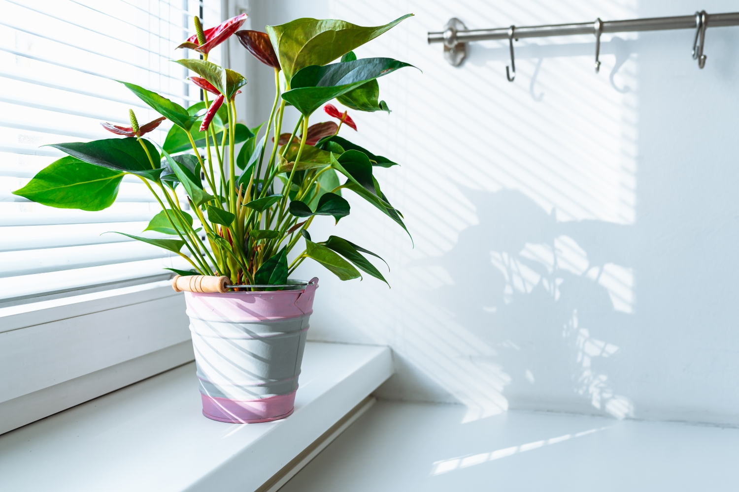 flamingóvirág ablakban