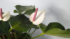 rózsaszín flamingóvirág