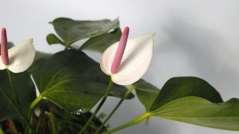 rózsaszín flamingóvirág