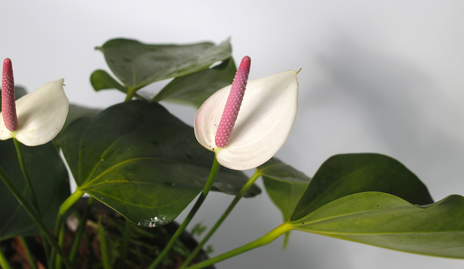 rózsaszín flamingóvirág