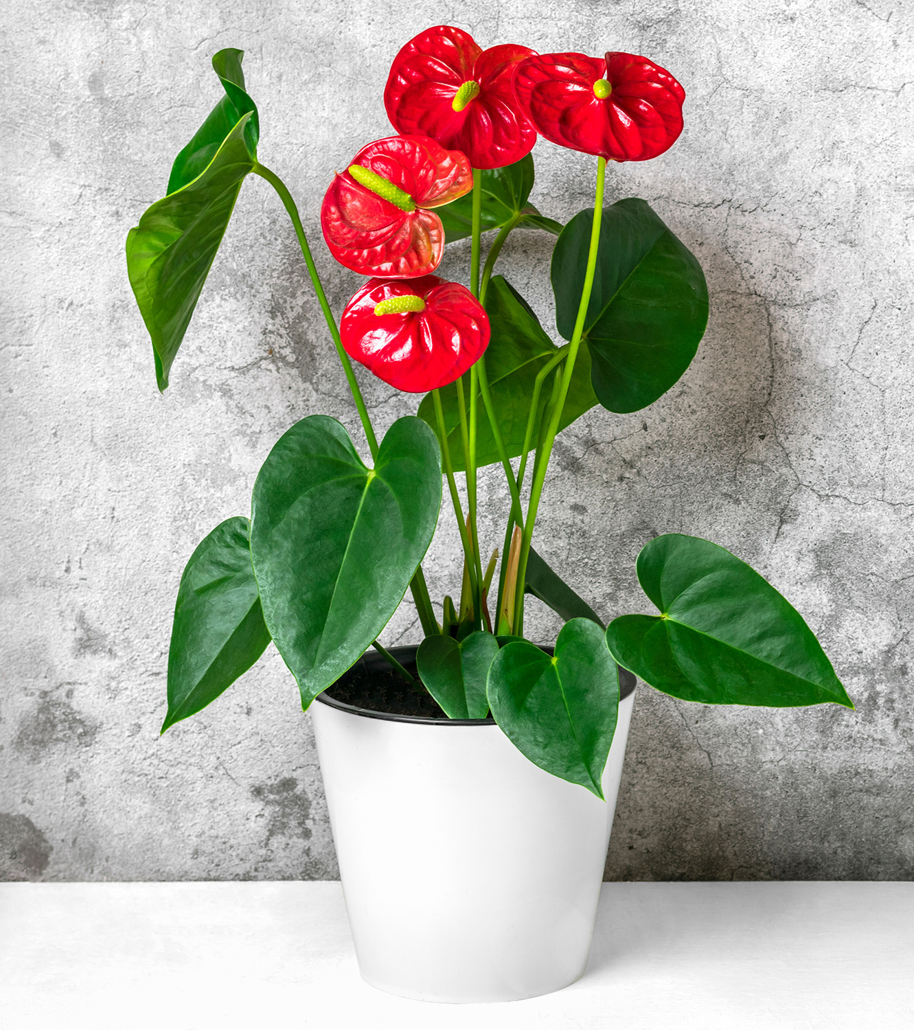 Flamingóvirág szürke fel előtt, fehér cserépben