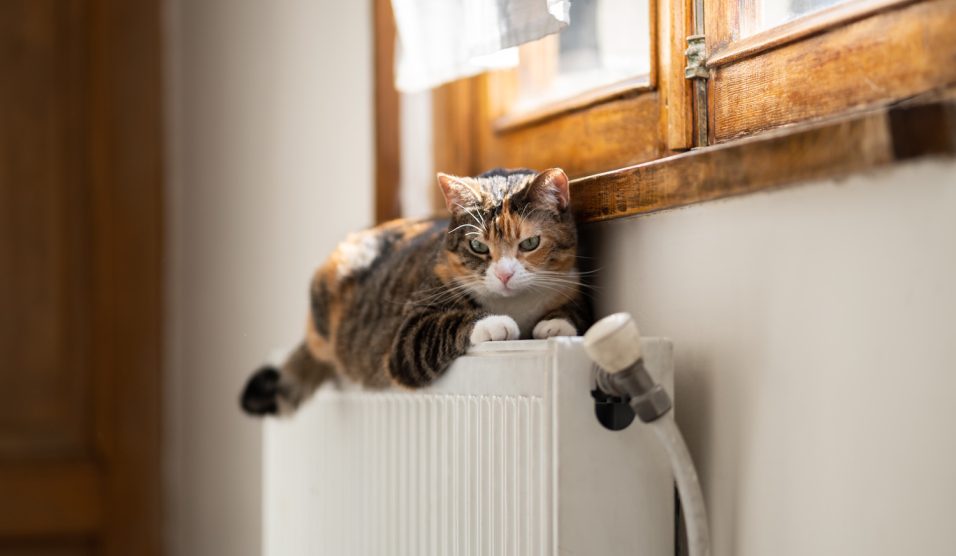 Egy macska fekszik a fűtőtesten