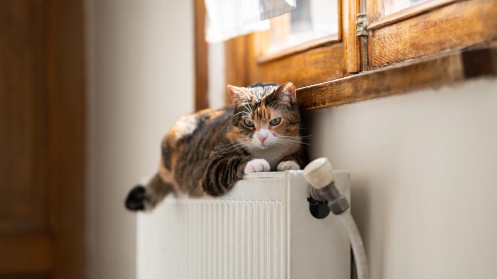 Egy macska fekszik a fűtőtesten