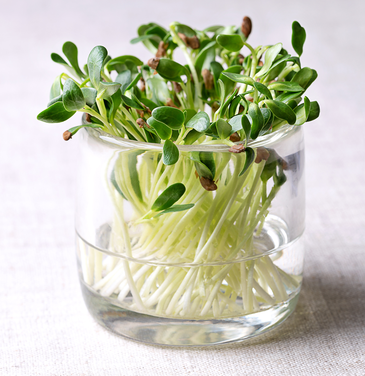 Görögszéna csíra