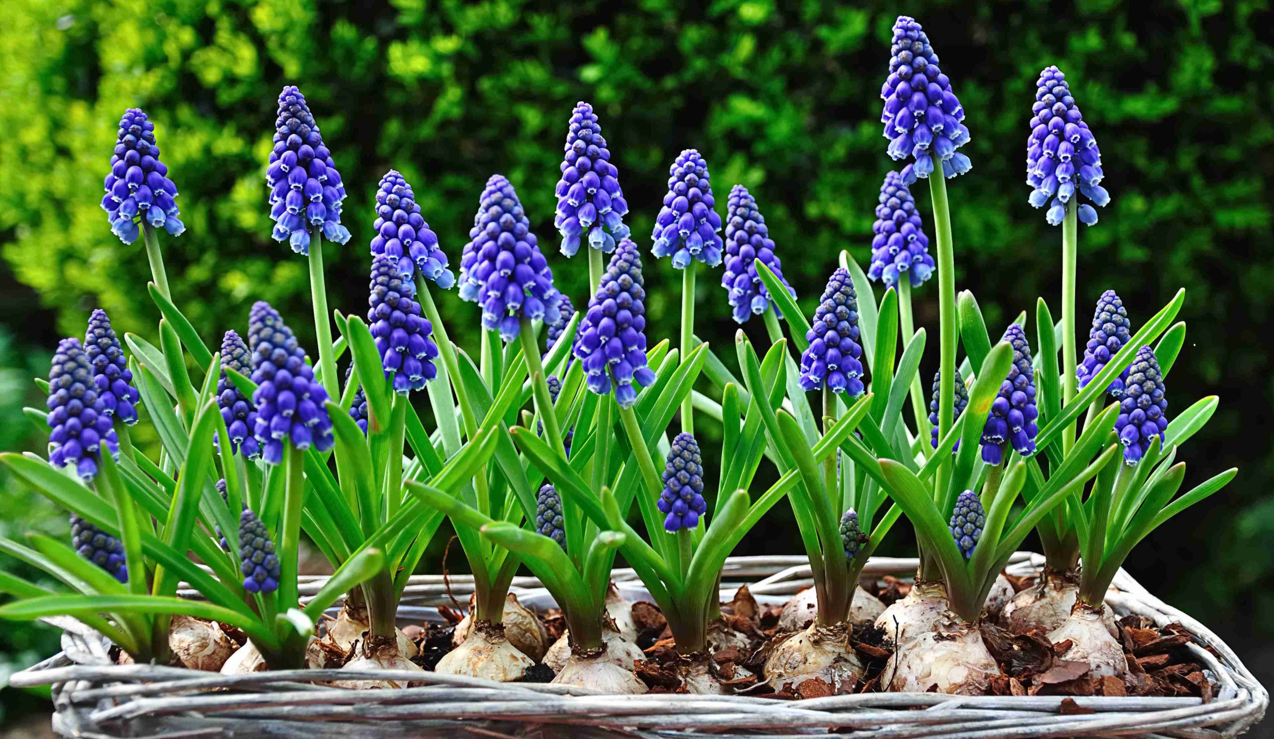 gyönyörű kék gyöngyike