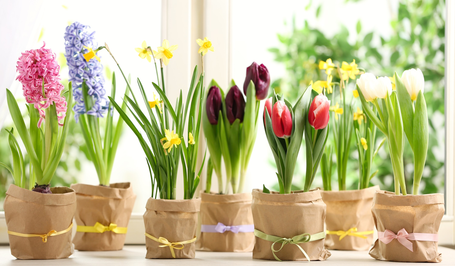 hagymás tavaszi virágzók az ablakban