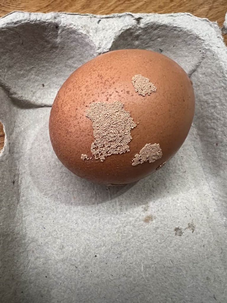 peték a tyúktojáson kalcium-kicspódás