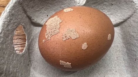 peték a tyúktojáson kalcium-kicspódás